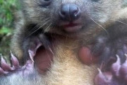 新種 アライグマ科の「オリンギート」という動物が可愛すぎるwwwwww