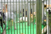 【画像】保健所から引き取った10歳老犬を、初めて散歩に連れていった