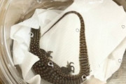 あの有名な動物園に品名「ライト」でなぜか死にかけのトカゲが届いてしまう...