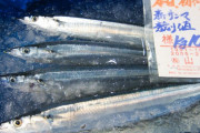 サンマ1匹なんと4980円！1kgあたり去年の約4.3倍　もはや高級魚
