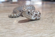 ヘビの可愛さを知らないやつって人生損してるよな