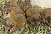 ドブネズミを拾ったきて我が家で飼育した結果ｗｗｗｗｗｗｗｗｗｗｗ