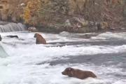 【悲報】 クマが川で鮭狙ってるライブ、誰も見てない
