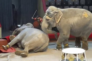 【怖すぎ】ロシアのサーカスで象が大喧嘩！ 観客も逃げ惑い一時騒然