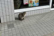 何故ネッコはファミマに引き寄せられるのか…？
