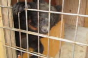【勝手過ぎる】無許可で子熊を飼った上に射殺した男を逮捕「かわいいと思って飼ったが大きくなって…」