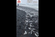 【つまり?】東京の浜辺に大量の魚が数百メートルにわたって打ち上がる