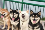 【画像】お前らみたいな犬発見される