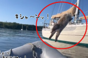 まだっ！まだダメっ！飼い主が止めるのも聞かず船から船へ飛び移ろうとした猫の結末は？