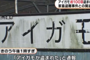 【悲報】今度はアイガモ100匹盗まれる…相次ぐ家畜盗の犯人は一体誰なんだｗｗｗｗｗｗｗｗｗｗ