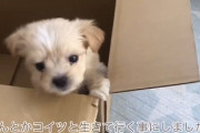 バイクyoutuberさん、道端に落ちていた段ボールから子犬を救い出してしまう?