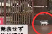 【動画】 テレビに映り込んだ猫、何かを察して慌てて引き返すｗｗ