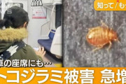クモと思ったらトコジラミ…東京都内から乗った電車座席に　暖かくなると被害増加か