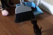 【子ネコ】 朝起きると毛玉が部屋に散らかっていた。集めないと♪ → 「ほうき」と「ちりとり」でこうします… 【リアルねこあつめ】