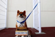 スーパーの入り口に繋がれてる犬を逃した結果wwwww