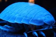 【生き物】ダイオウグソクムシ、2年ぶりにウンチをする