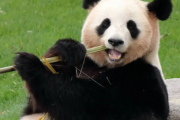 【悲報】和歌山のアドベンチャーワールドのパンダ、4頭すべて中国返還へ　日本でパンダ見れるのは上野のみに