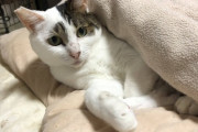 野良猫をモフりたいんだがどこに行けばいるの？