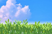 中国で「抹茶」生産が拡大 世界各国に輸出 日本と同じ栽培法で半額以下 専門家「強力なライバル」