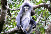 【発見】新種の霊長類発見、生息数少なく絶滅の危機　ミャンマー