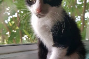 【わんにゃん画像】窓辺のハチワレにゃんこ、ベランダのハチワレさん、タンスの上でかくれんぼ ほか