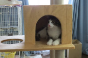 猫タワーを先ほど組み立て終わったのに、全然登ってくれないでござる