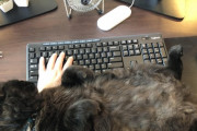 【ねこ画像】テレワーク妨害、パズル妨害 ほか