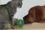 ネコはやってくれるかな？ これを押して欲しいんだけど → 犬が猫にボール遊びを教えている件…