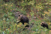 ヒグマ2頭に遭遇した女性、150メートル後ずさりして自宅に無事避難