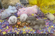 ハムスター飼いたいのに全然売ってない