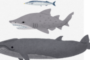 【問題】「サンマ」「サメ」「クジラ」のうち仲間外れは誰？　理由も書け