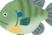 【画像】ブルーギルばっか釣れたから食うわ〓