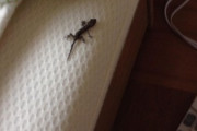 ヤモリが家に入ってきたけどうすればいい？（※画像あり）