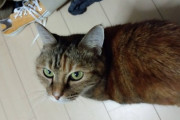 飼い猫が12歳になったんだが（※画像あり）