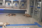 暑さを逃れる為に銀行のATMコーナーで涼む犬達の姿に笑いが止まらないおじさん（ブラジル）