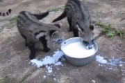 【悲報】タヌキさん、水を飲むのが下手すぎる