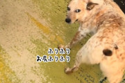 誘ってる？犬が飼い主にお尻を向けて全力ふりふり