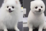 生きているぬいぐるみ爆誕の瞬間。ふわふわポメラニアンのヘアカット、ビフォー・アフターを観た海外の反応