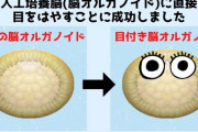 【画像】ドイツ人「人工培養した脳にビタミンA与えたら目がはえてきた」...ﾛｼﾃｺﾛｼ...
