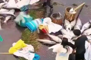 【中国】大雨で貯水池から水が溢れ大量の魚が流される→人民大集合して大量捕獲へ