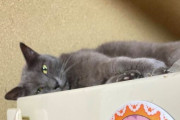 ワイのネッコ 冷蔵庫の上に寝る