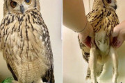 【悲報】フクロウさん、足が極細だった……
