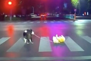 【イヌ】横断歩道の途中で駄々をこねる犬に散歩され中の犬(*´д｀*)