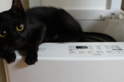 わいの猫、洗濯機に落ちる