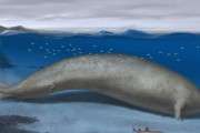 【悲報】新たに化石の見つかった史上最大のクジラ、思ってたのと違う