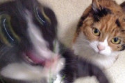 猫が椅子に座ってご飯食べる動画撮ったんやけど