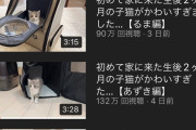 【Youtube】もちまる日記さん、4か月投稿停止していたサブチャンで子猫達の動画を続々投稿