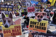 【韓国】 「犬の食用禁止法」が国会常任委で可決　違反は最大懲役３年