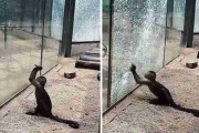 動物園最強のサル、尖った石を使ってガラスを割る・・・