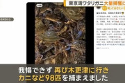 【東京】東京湾でワタリガニ大量捕獲の外国人が急増「我慢できず再び木更津に行き、カニなど98匹を捕まえました」 木更津が第二の川口か